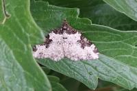 Xanthorhoe fluctuata
