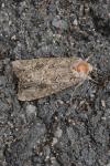 Anarta trifolii