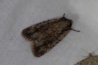 Dichagyris signifera
