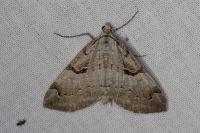 Aplocera praeformata