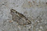 Peribatodes rhomboidaria rhomboidaria