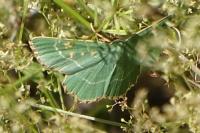 Thalera fimbrialis