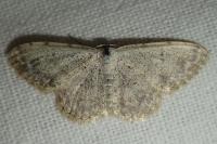 Scopula submutata roseonitens