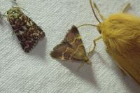 Hypsopygia rubidalis