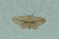Scopula imitaria