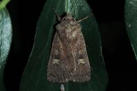 Xestia xanthographa