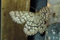 Chiasmia clathrata