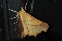 Ennomos fuscantaria