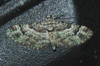 Gymnoscelis rufifasciata