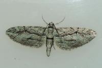 Eupithecia phoeniceata