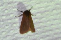 Phragmatobia fuliginosa