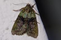 Cryphia algae