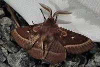 Lasiocampa trifolii trifolii