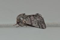Thaumetopoea pityocampa