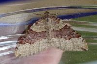 Xanthorhoe decoloraria