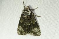 Craniophora ligustri