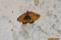 Diacrisia sannio