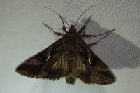 Autographa gamma
