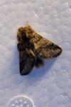 Thaumetopoea processionea