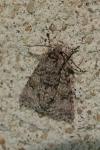 Acronicta megacephala