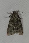 Acronicta rumicis