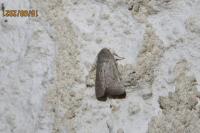 Hoplodrina ambigua/blanda