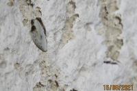 Cilix glaucata