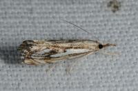 Catoptria falsella