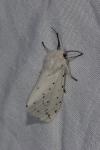 Spilosoma lubricipeda