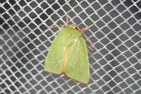 Pseudoips prasinanus