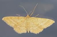 Idaea