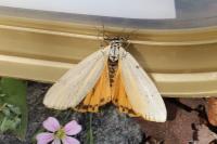 Spiris striata