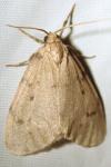 Paidia rica