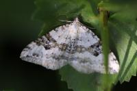 Xanthorhoe montanata