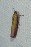Oncocera semirubella