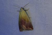 Eublemma purpurina