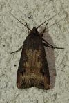 Agrotis ipsilon