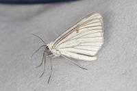 Siona lineata