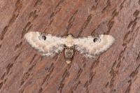 Eupithecia centaureata