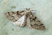 Tephronia sepiaria