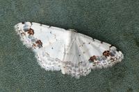 Scopula decorata