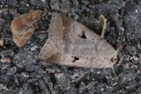 Lygephila pastinum