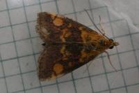 Pyrausta aurata aurata