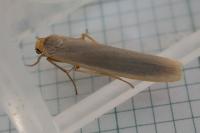 Manulea complana