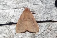 Ocneria rubea