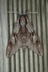 Hyloicus pinastri