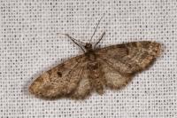 Eupithecia tantillaria