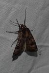 Agrotis trux