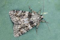 Catocala diversa