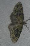 Acasis viretata